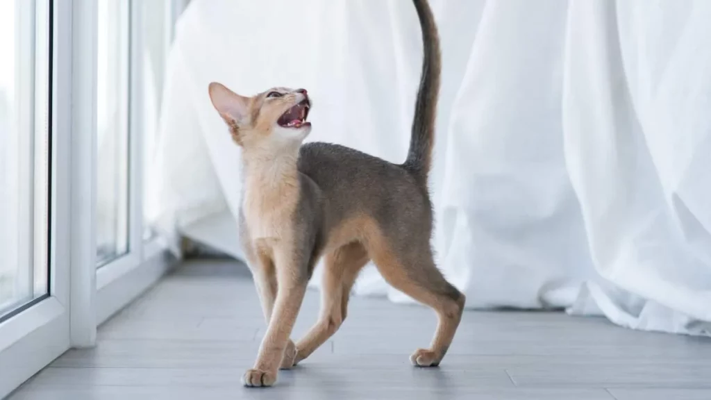 Abyssinian