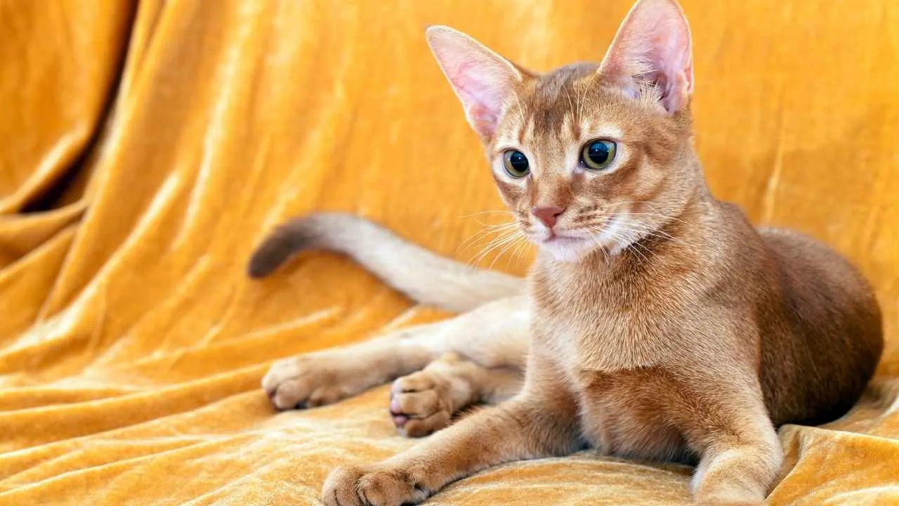 Abyssinian