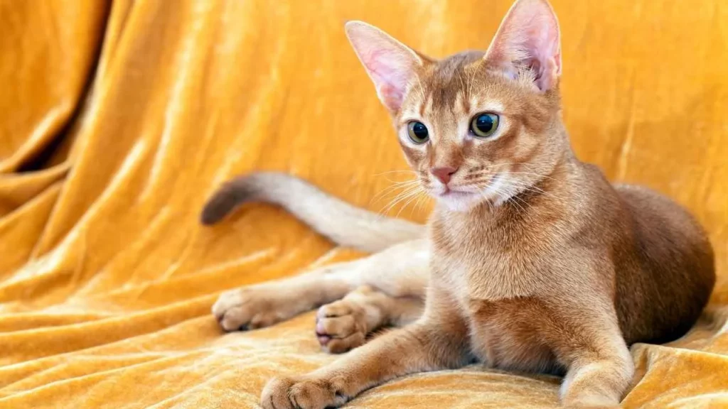 Abyssinian