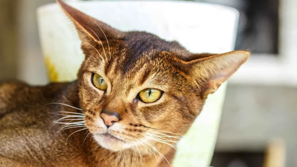 Abyssinian