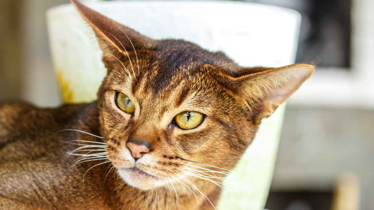 Abyssinian