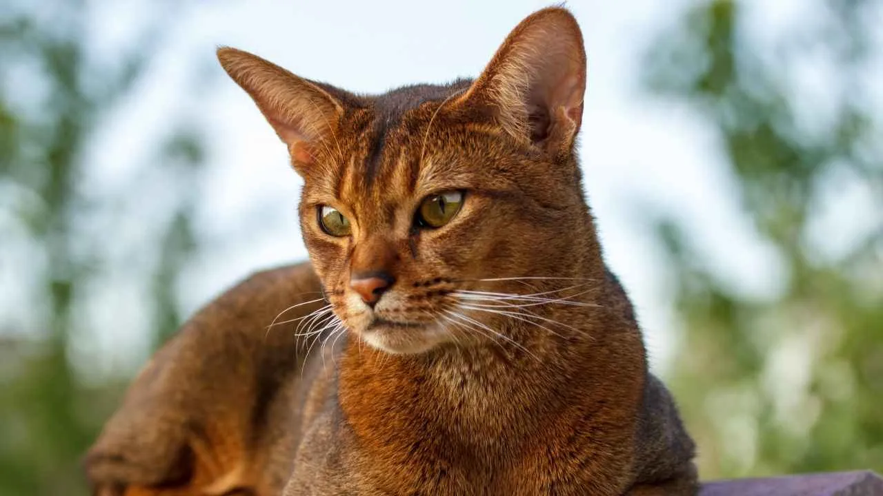 Abyssinian