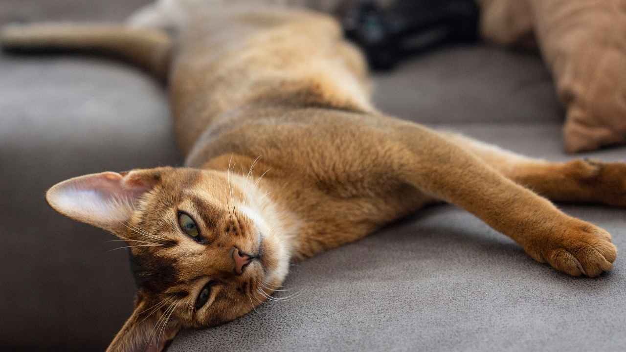 Abyssinian