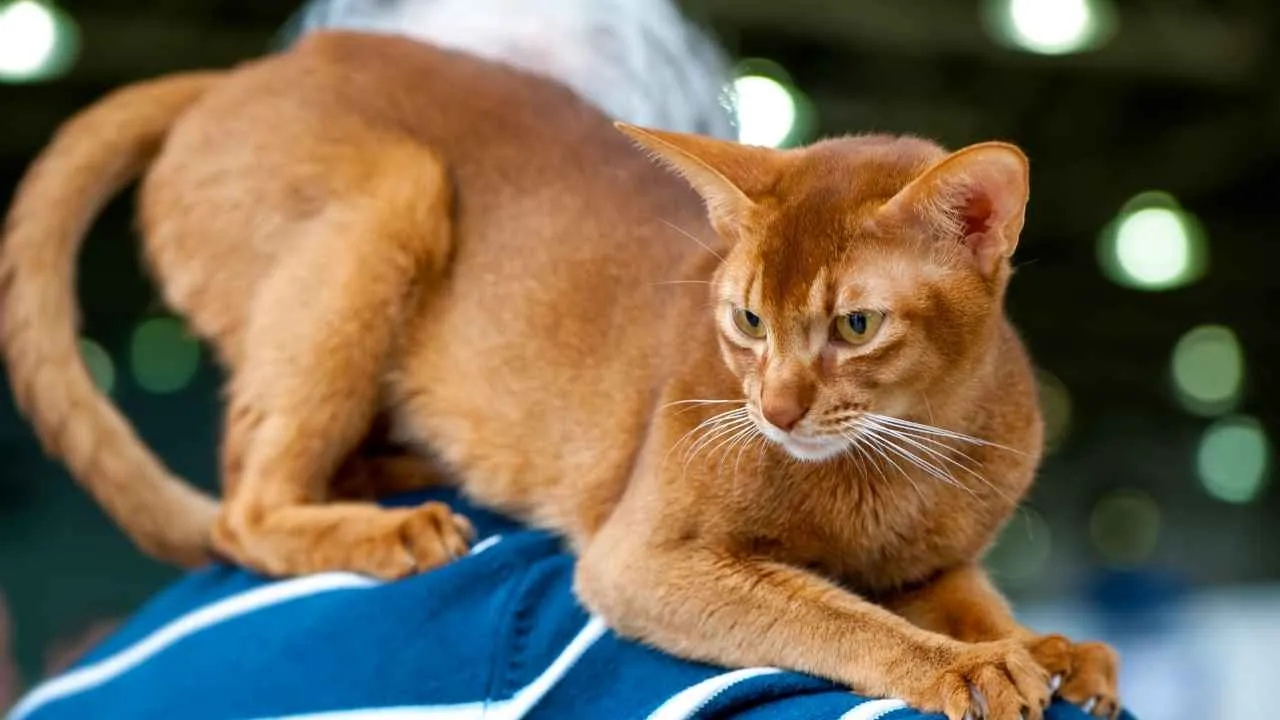 Abyssinian
