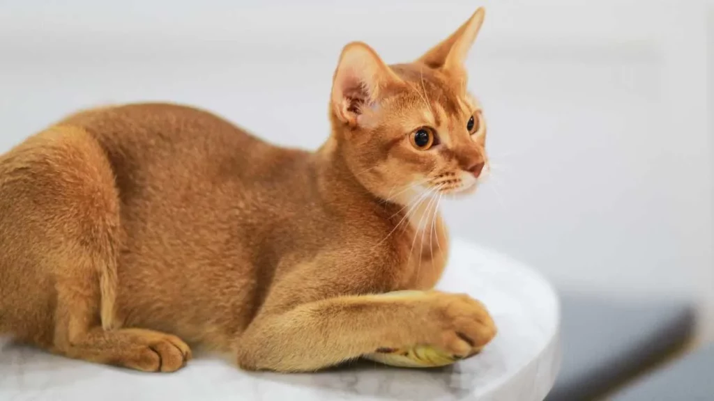 Abyssinian