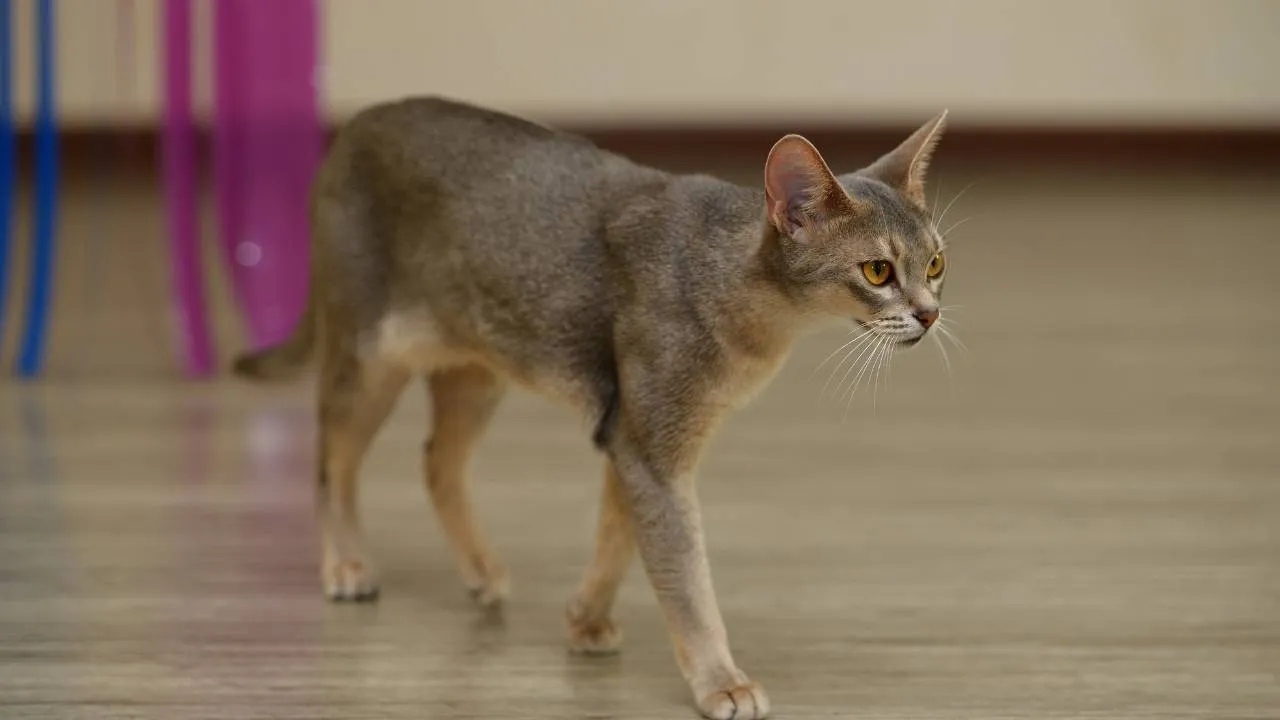 Abyssinian