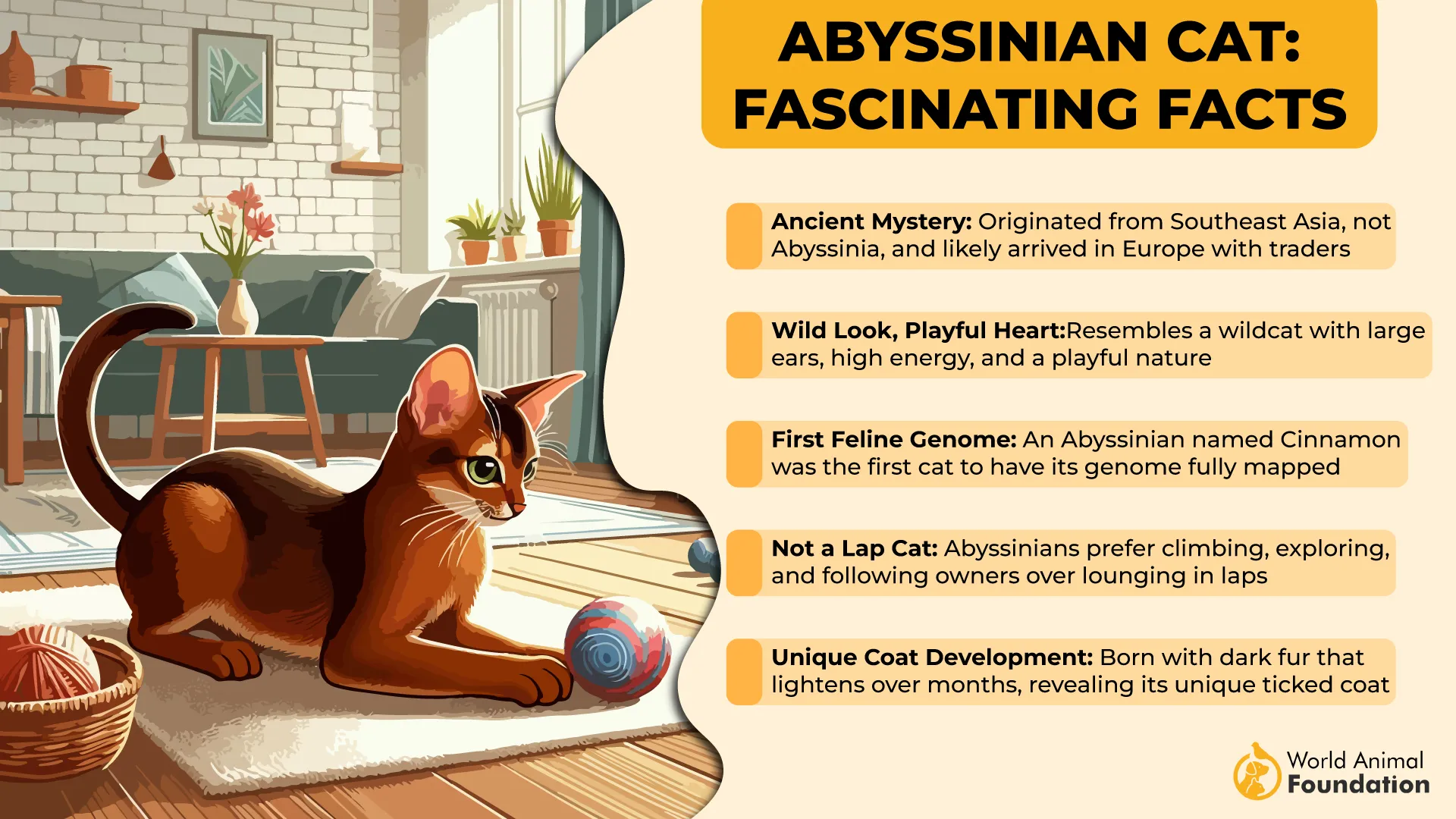 Abyssinian Cat Fascinating Facts-01