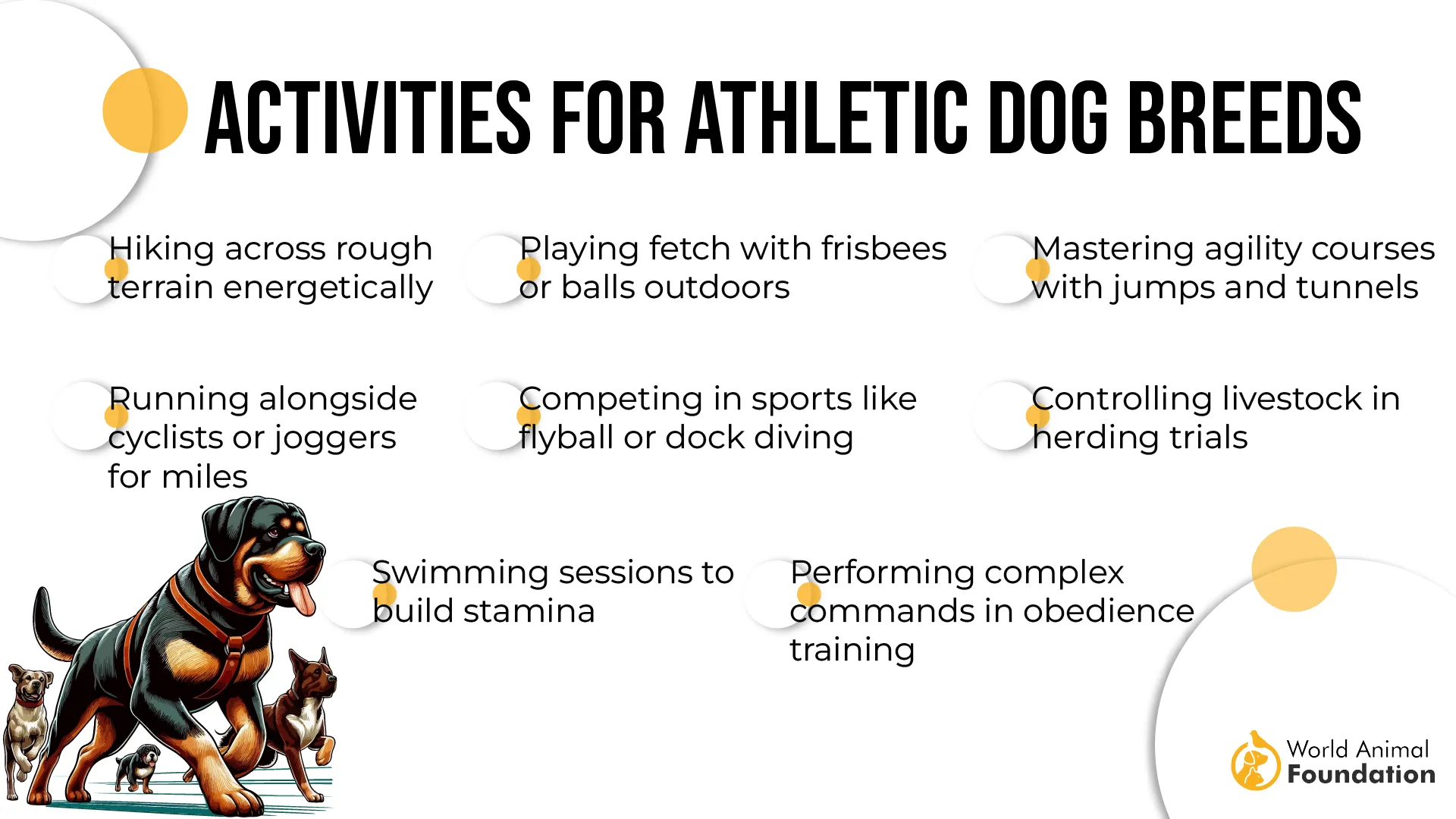Activities for Athletic Dog Breeds-01