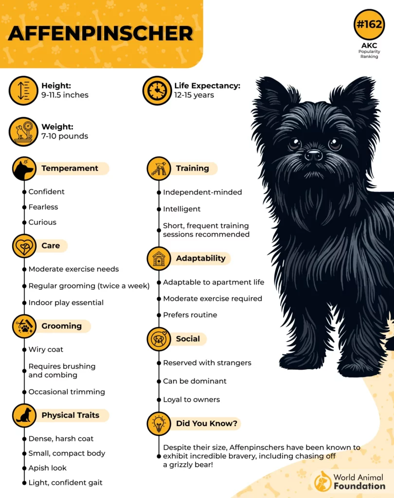 Affenpinscher