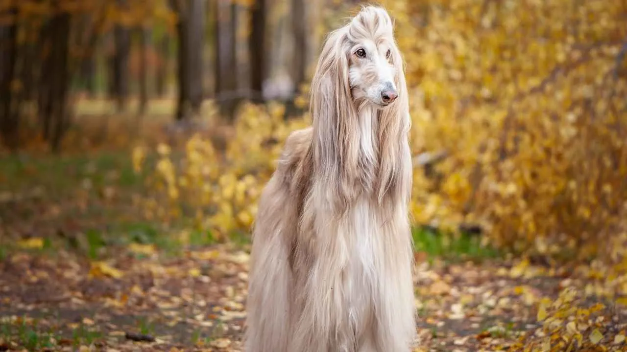 Afghan Hound