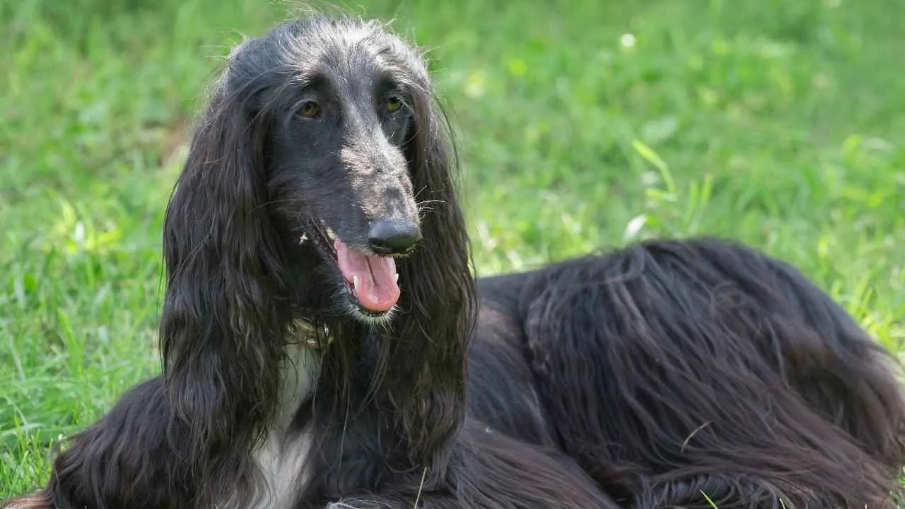 Afghan Hound