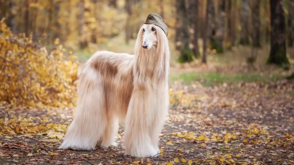 Afghan Hound