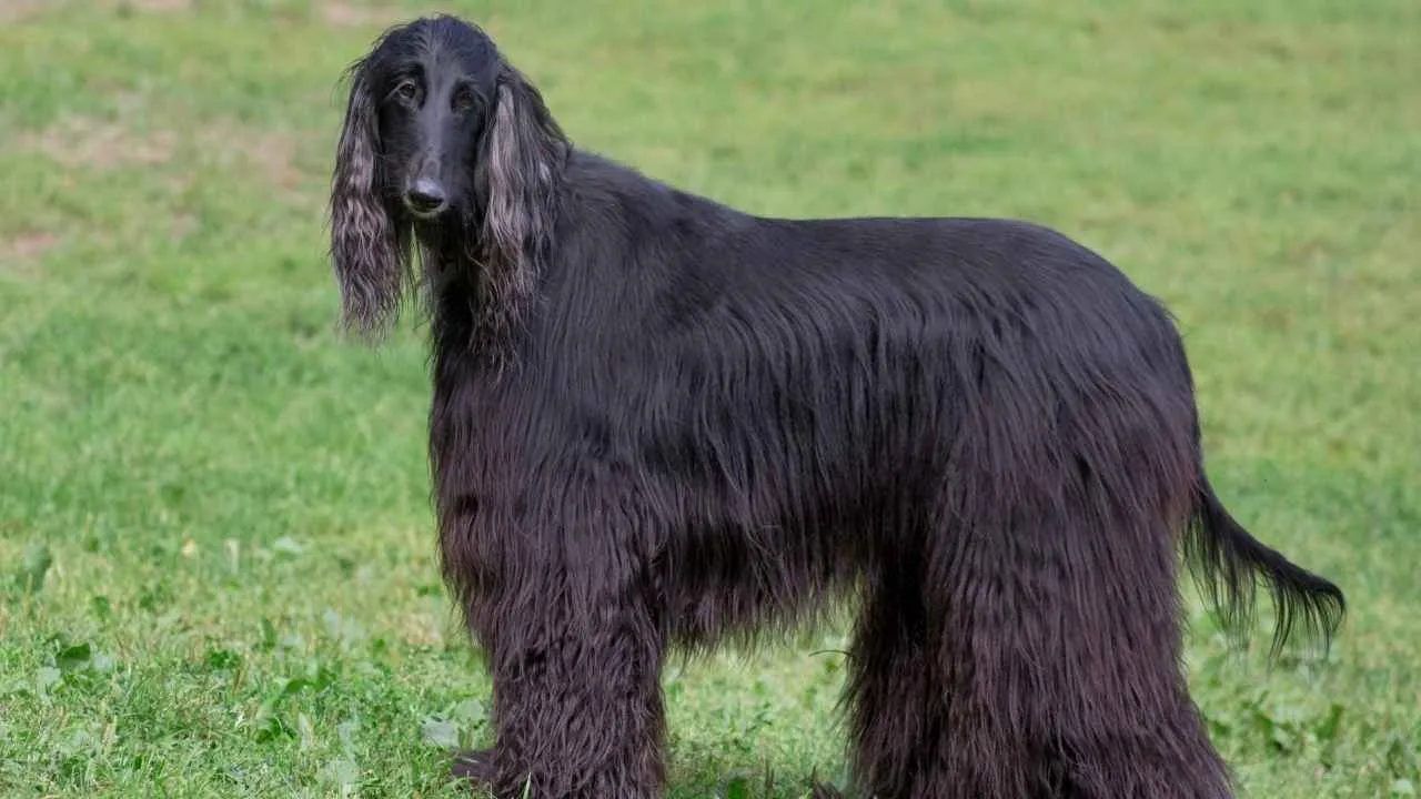 Afghan Hound