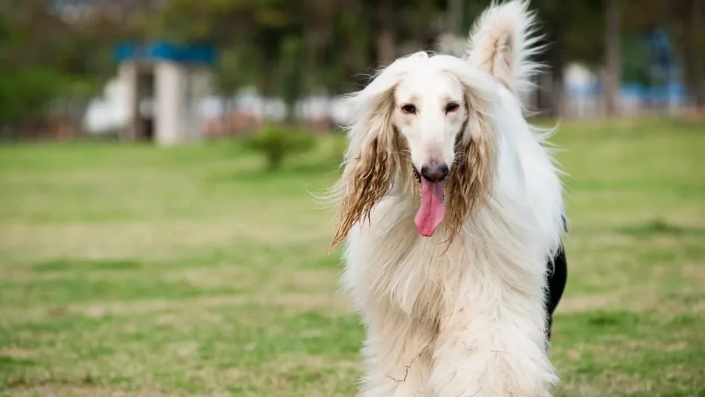 Afghan-Hound-5 afghan hound