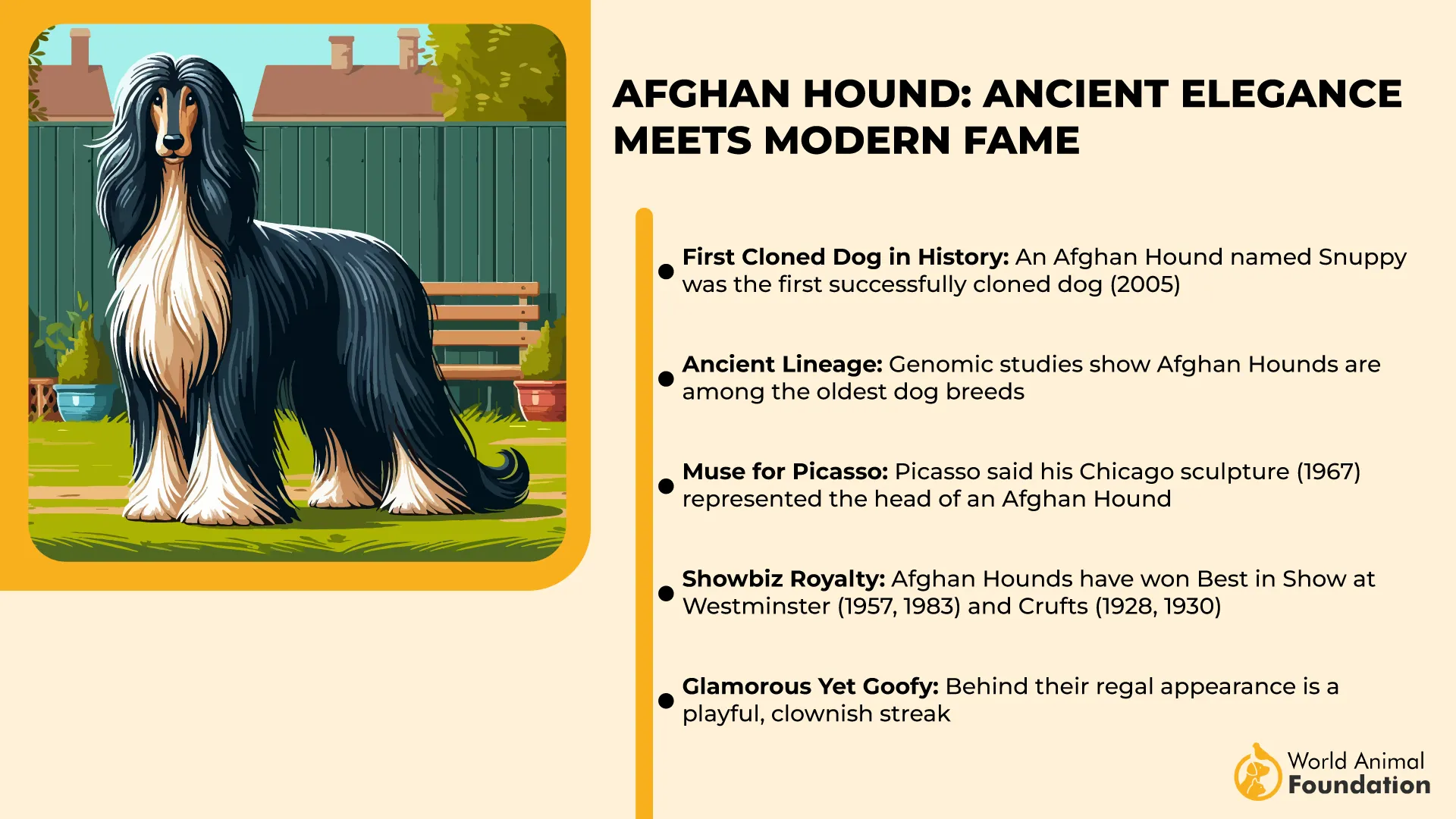 Afghan Hound Ancient Elegance Meets Modern Fame-01
