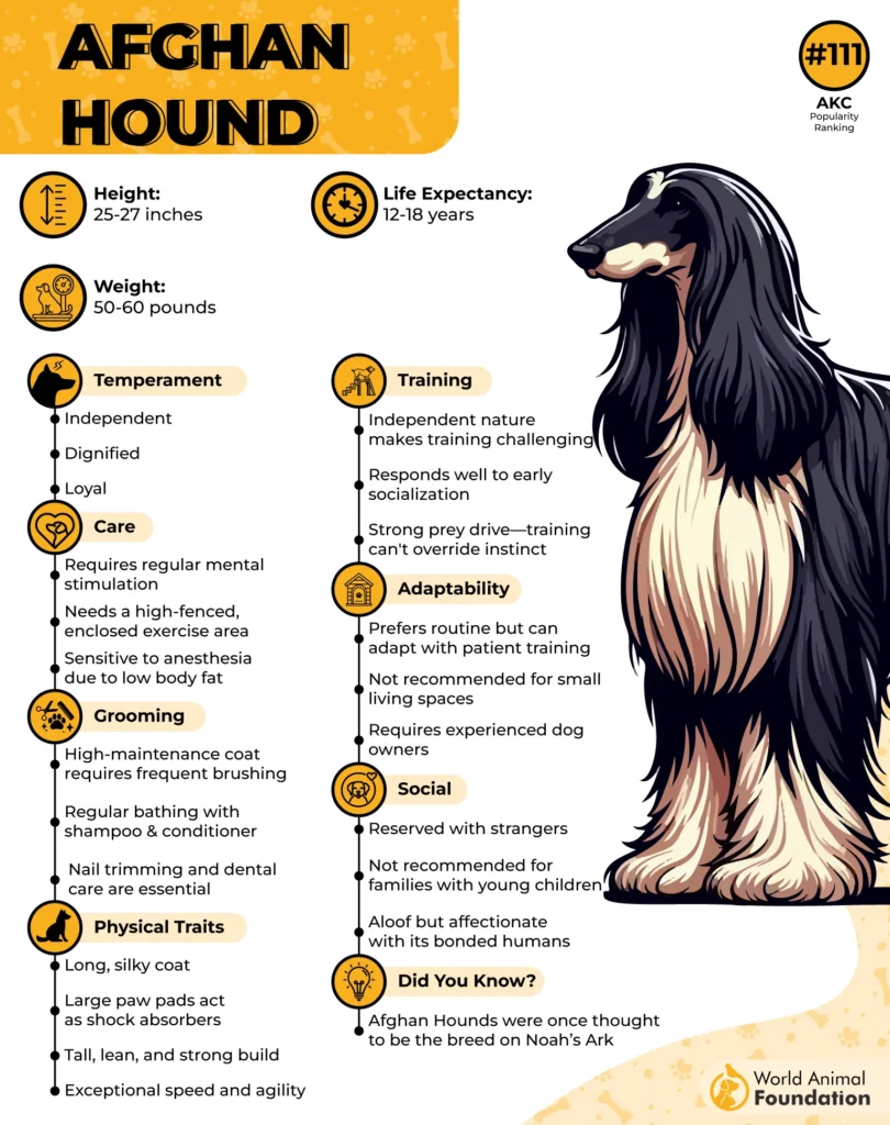 Afghan Hound