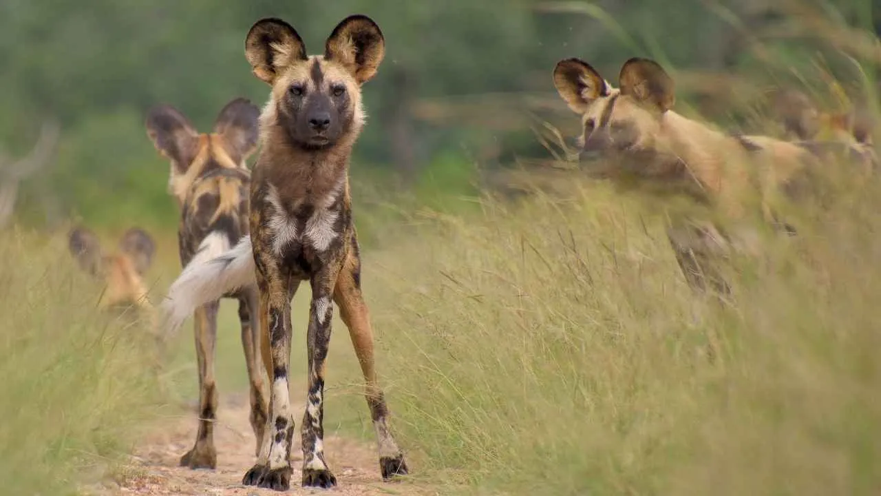 African Wild Dog