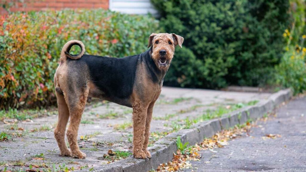 Airedale-Terrier-9
