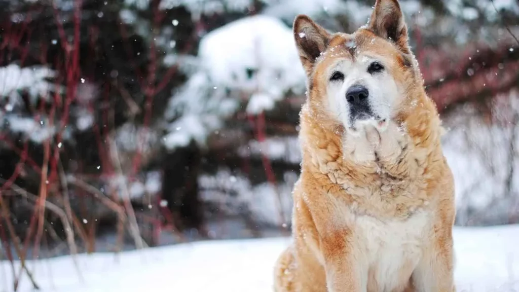 akita