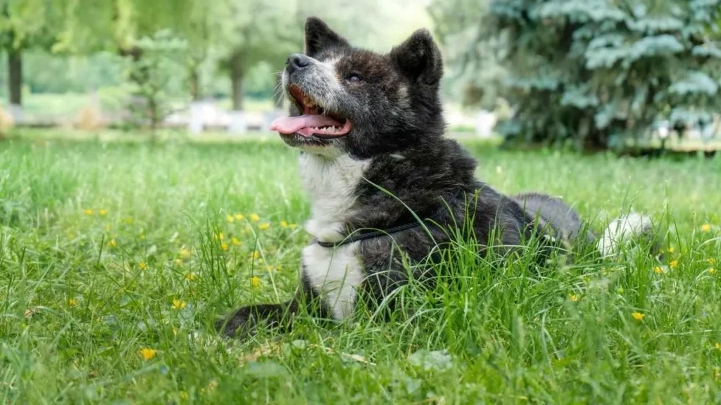 akita