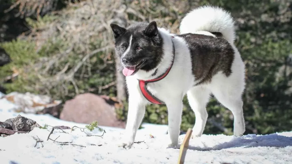 akita