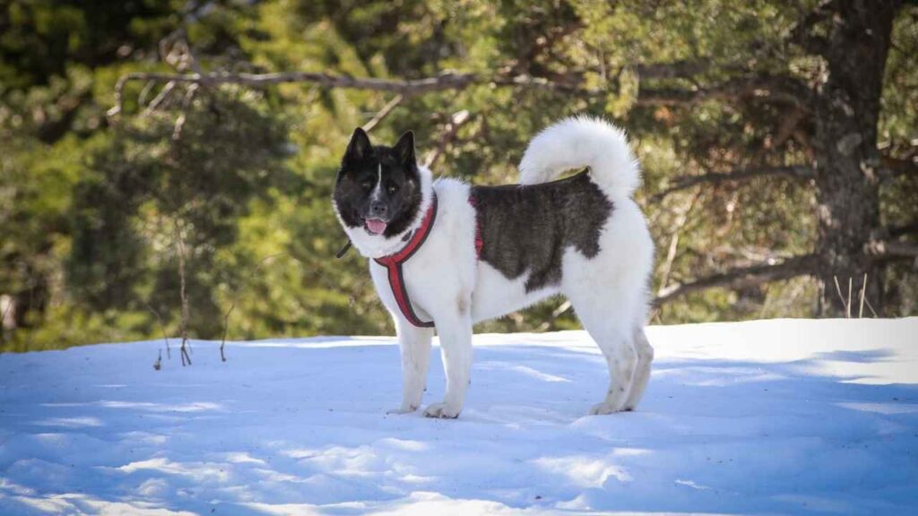 akita