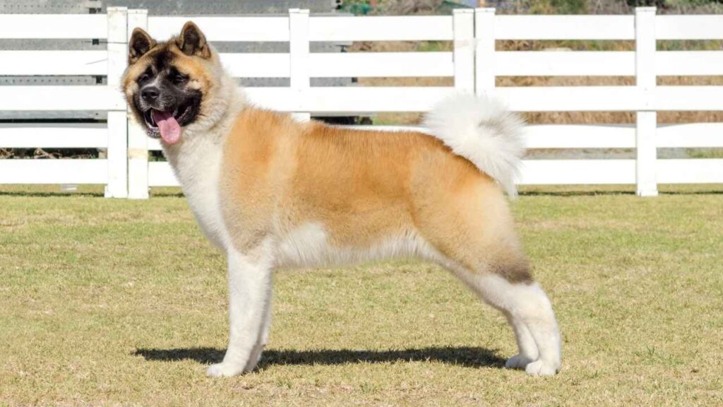 akita