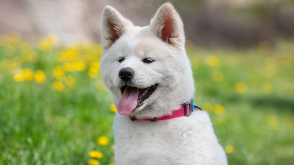 akita