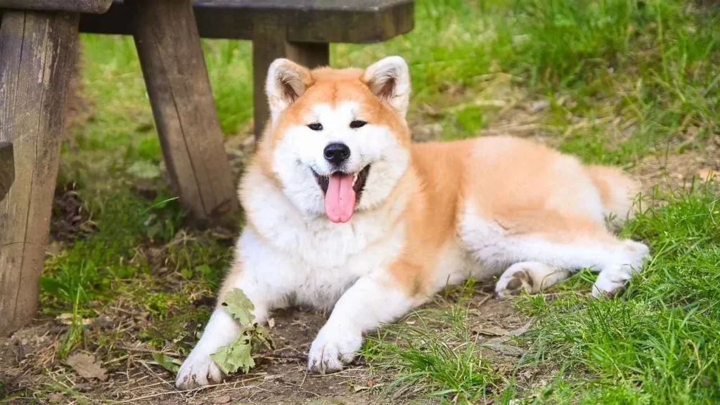 akita