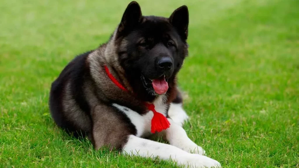 akita