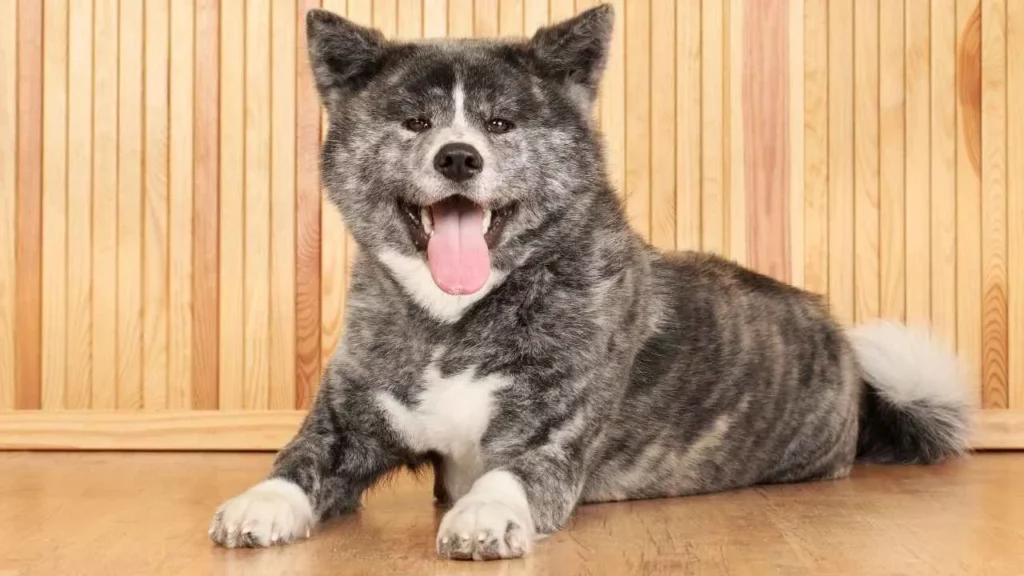 akita