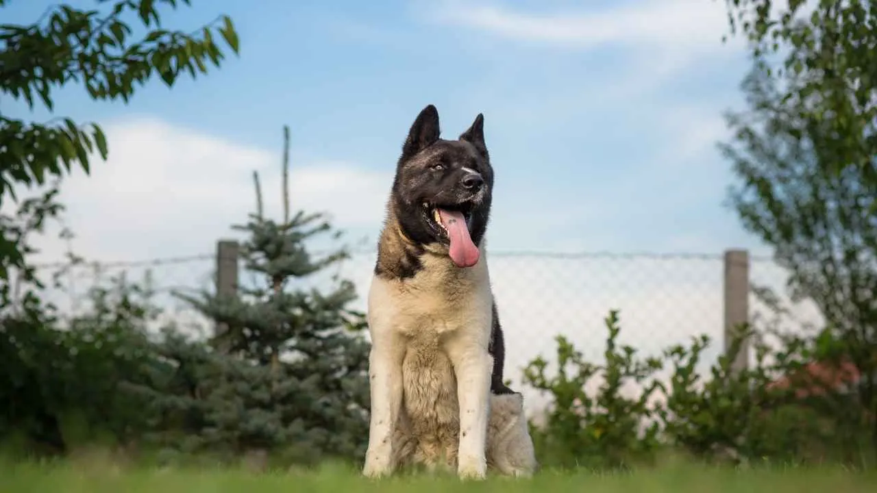 Akita