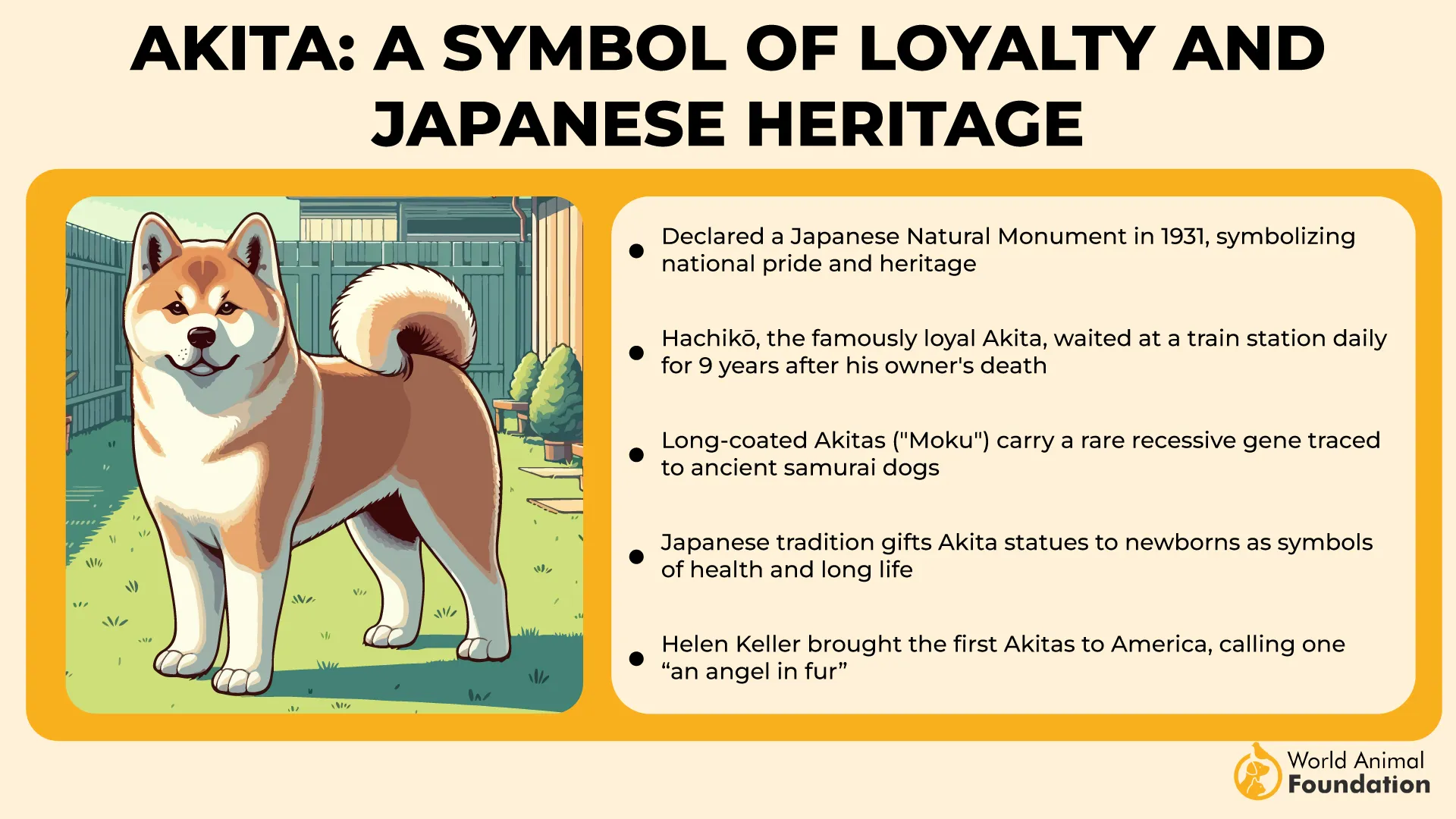 Akita A Symbol of Loyalty and Japanese Heritage-01