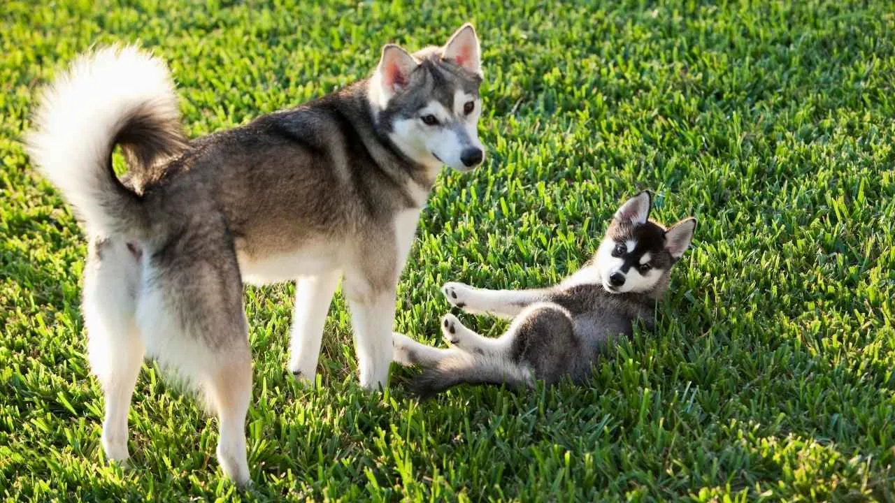 Alaskan Klee Kai