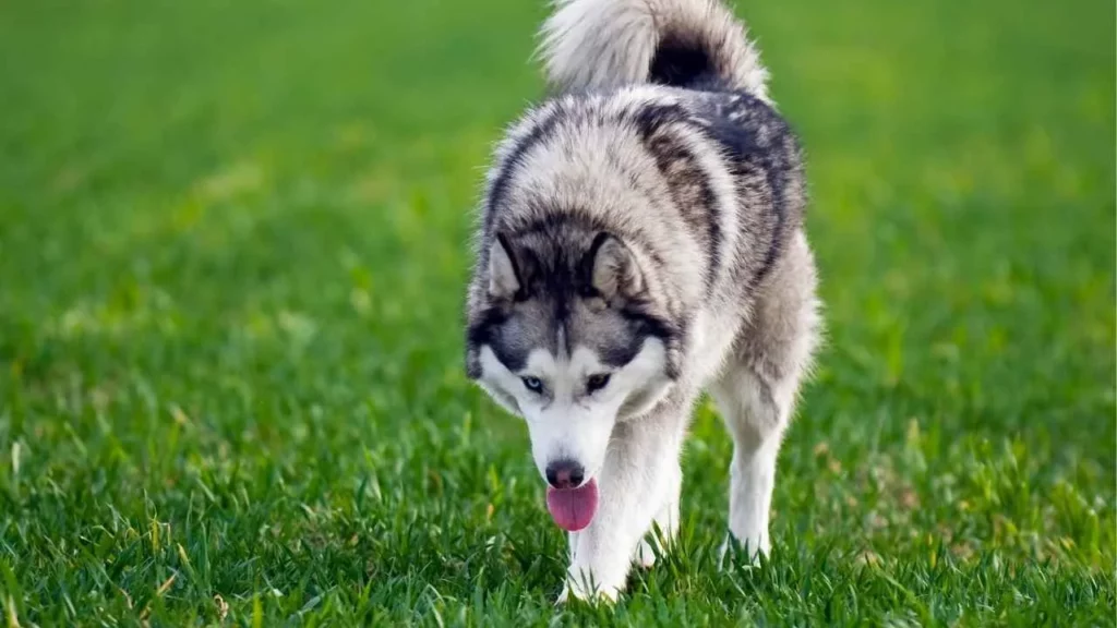 Alaskan Malamute