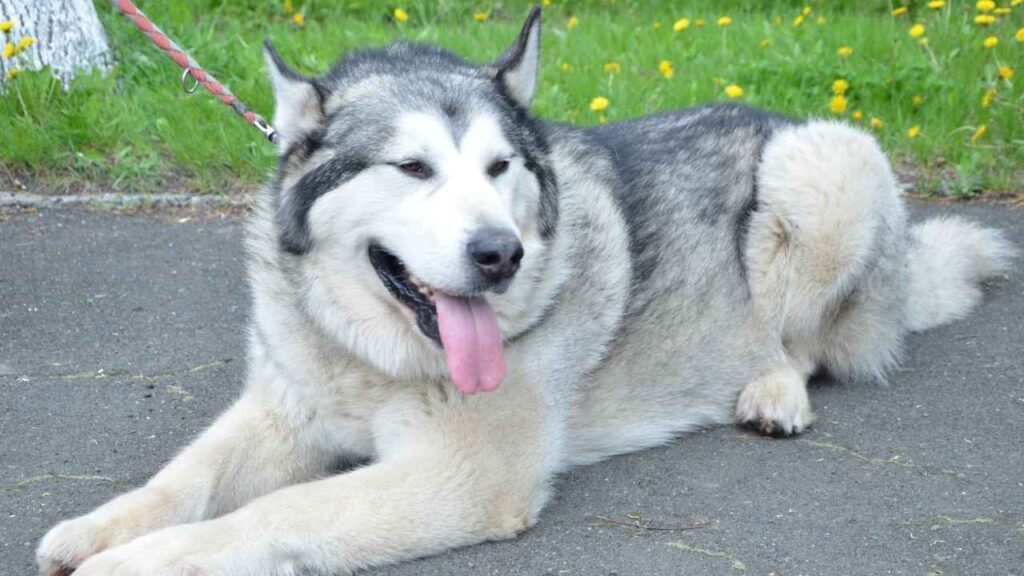 Alaskan Malamute