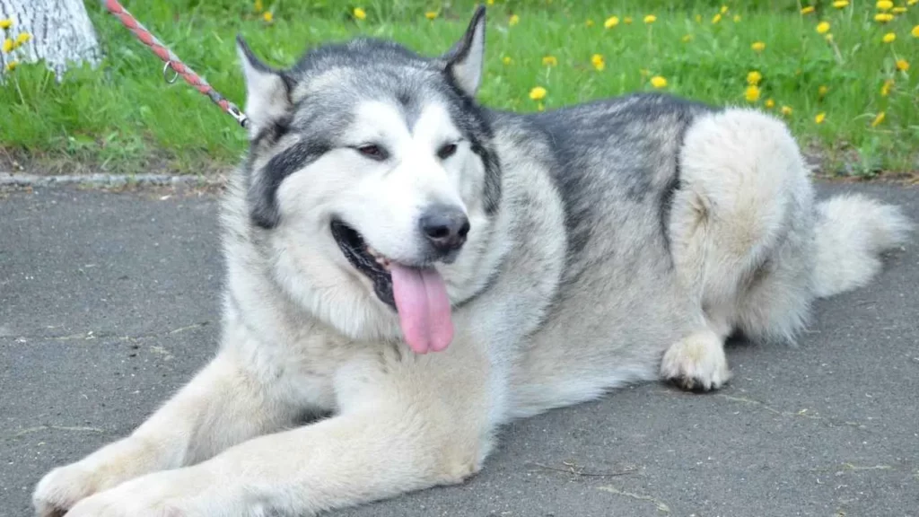 Alaskan Malamute