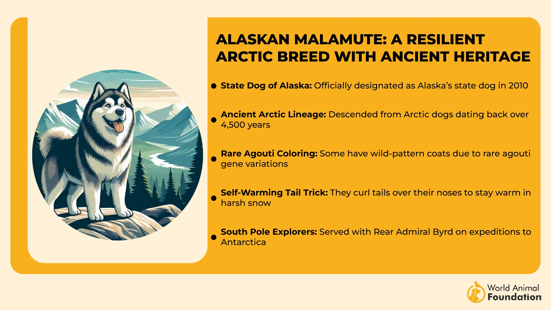 Alaskan Malamute A Resilient Arctic Breed with Ancient Heritage-01