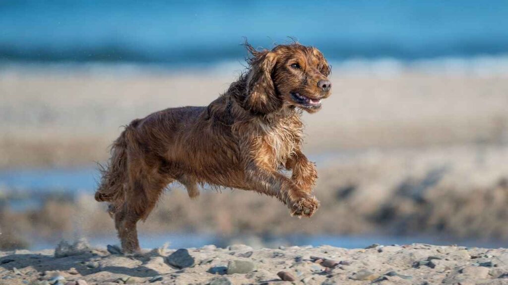 Alpine Spaniel