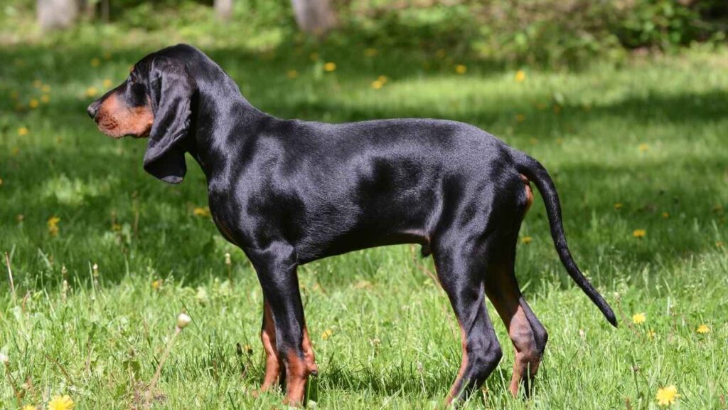 American Black and Tan Coonhound