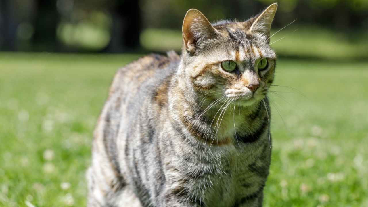 American Bobtail