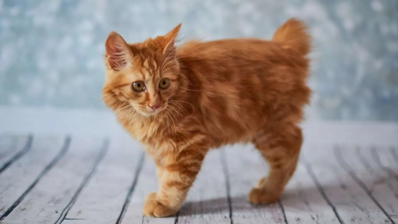 American Bobtail