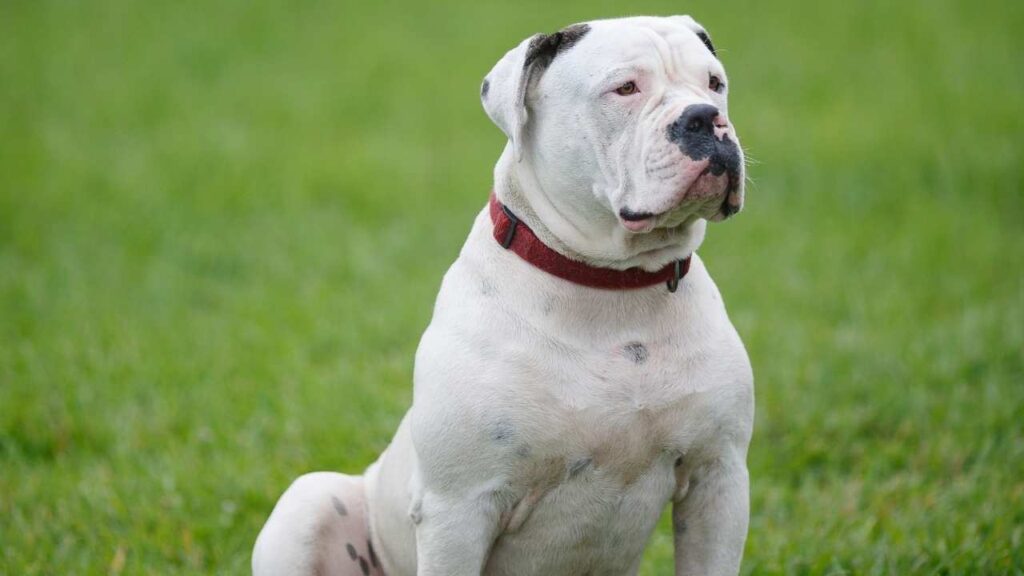 Bulldog