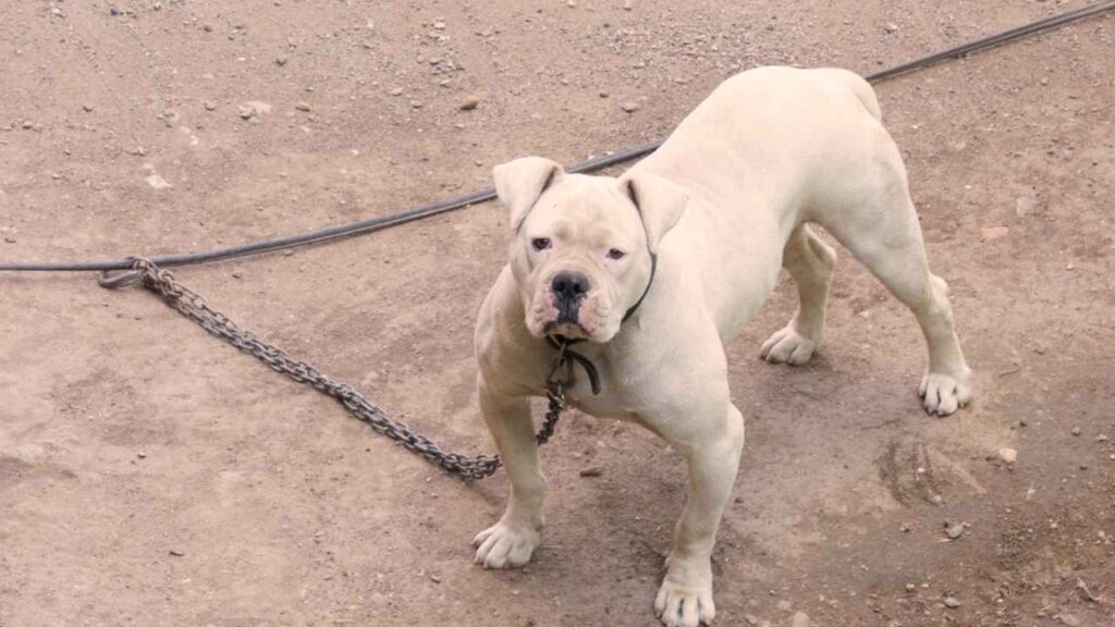 American Bulldog