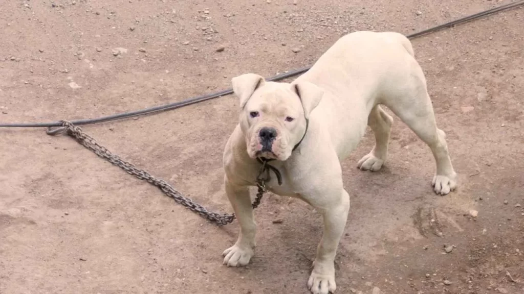 American Bulldog