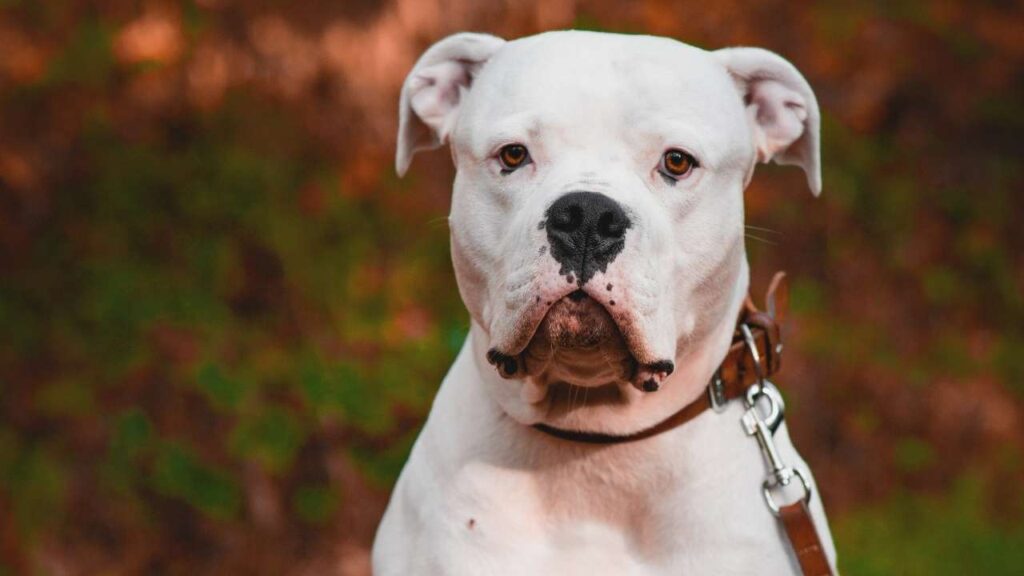 american bulldog