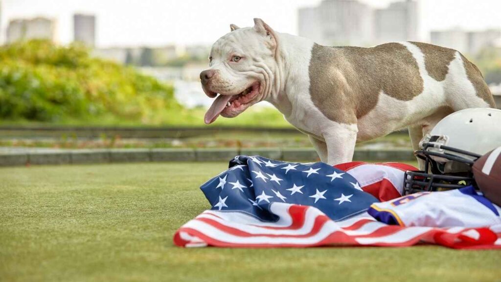 American Bulldog