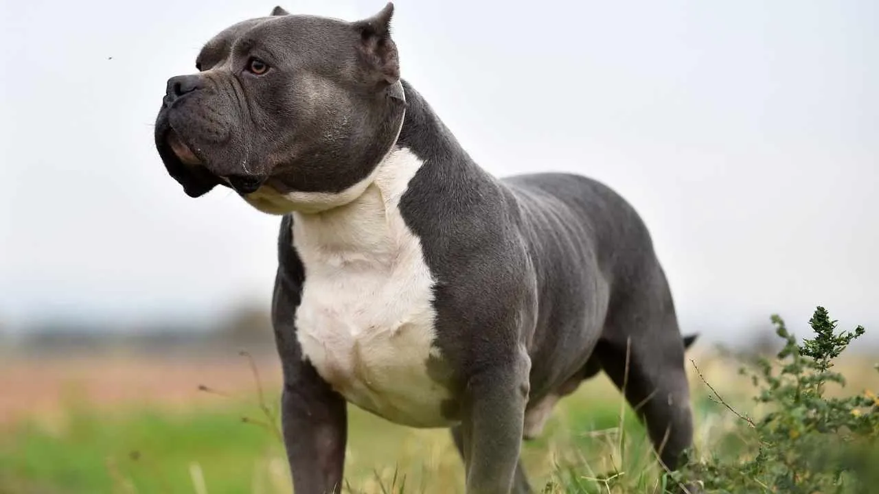 American Bully