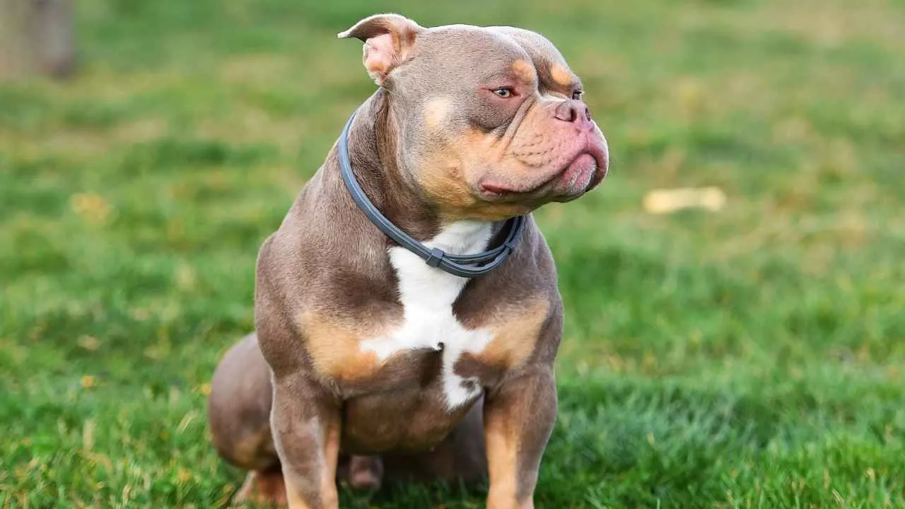 American Bully