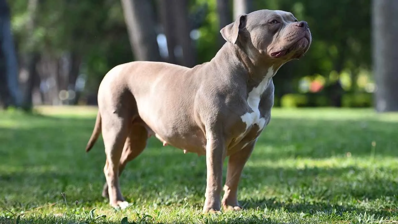 American Bully